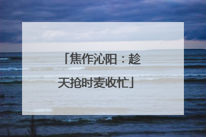 焦作沁阳：趁天抢时麦收忙