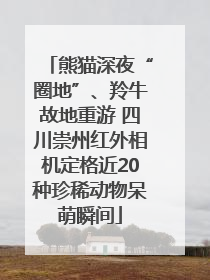 熊猫深夜“圈地”、羚牛故地重游 四川崇州红外相机定格近20种珍稀动物呆萌瞬间