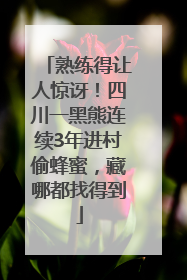 熟练得让人惊讶！四川一黑熊连续3年进村偷蜂蜜，藏哪都找得到
