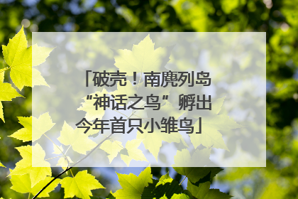 破壳！南麂列岛“神话之鸟”孵出今年首只小雏鸟