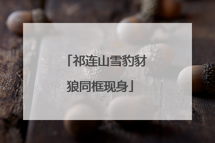 祁连山雪豹豺狼同框现身