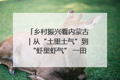 乡村振兴看内蒙古｜从“土里土气”到“虾里虾气” 一田双收模式火出圈