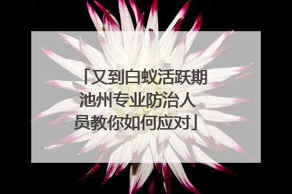 又到白蚁活跃期 池州专业防治人员教你如何应对