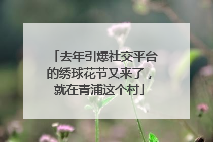 去年引爆社交平台的绣球花节又来了，就在青浦这个村