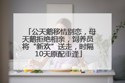 公天鹅移情别恋，母天鹅拒绝相亲，饲养员将“新欢”送走，时隔10天原配重逢