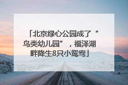 北京绿心公园成了“鸟类幼儿园”，福泽湖畔降生8只小鸳鸯