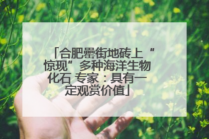 合肥罍街地砖上“惊现”多种海洋生物化石 专家：具有一定观赏价值