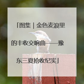 图集｜金色麦浪里的丰收交响曲——豫东三夏抢收纪实
