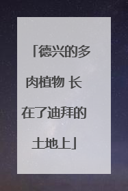 德兴的多肉植物 长在了迪拜的土地上