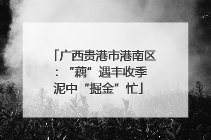 广西贵港市港南区：“藕”遇丰收季 泥中“掘金”忙