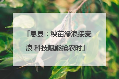 息县：秧苗绿浪接麦浪 科技赋能抢农时