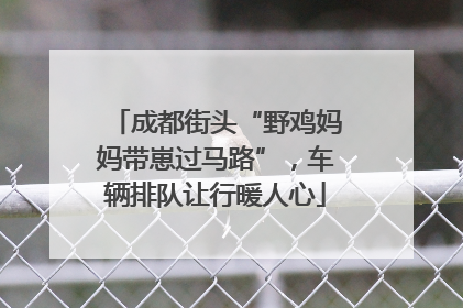 成都街头“野鸡妈妈带崽过马路”，车辆排队让行暖人心