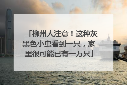 柳州人注意！这种灰黑色小虫看到一只，家里很可能已有一万只