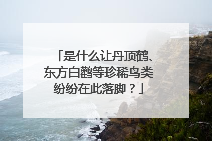 是什么让丹顶鹤、东方白鹳等珍稀鸟类纷纷在此落脚？