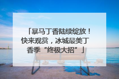 暴马丁香陆续绽放！快来观赏，冰城最美丁香季“终极大招”