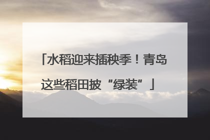 水稻迎来插秧季！青岛这些稻田披“绿装”