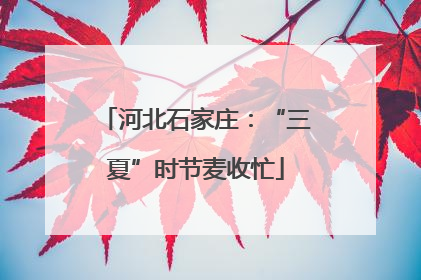 河北石家庄：“三夏”时节麦收忙