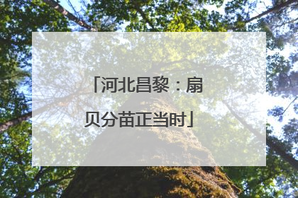 河北昌黎：扇贝分苗正当时