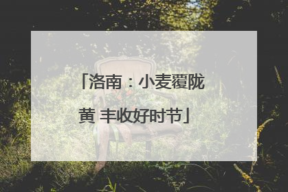 洛南：小麦覆陇黄 丰收好时节