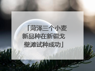 菏泽三个小麦新品种在新疆戈壁滩试种成功