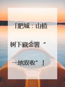 肥城：山楂树下藏金薯“一地双收”