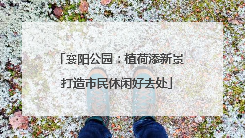 襄阳公园：植荷添新景 打造市民休闲好去处