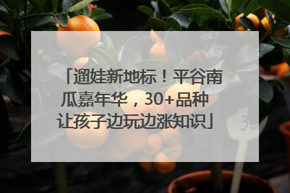 遛娃新地标！平谷南瓜嘉年华，30+品种让孩子边玩边涨知识