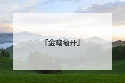 金鸡菊开