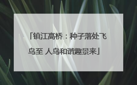镇江高桥：种子落处飞鸟至 人鸟和谐趣景来